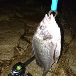 久しぶり釣り チヌ沢山