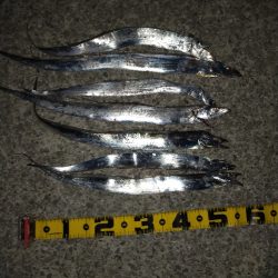 タチウオ引き釣り