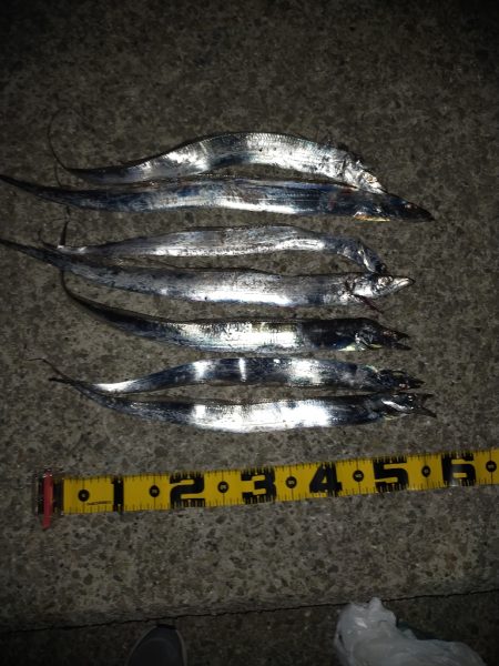 タチウオ引き釣り