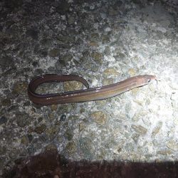 初めてのアナゴ狙い釣行