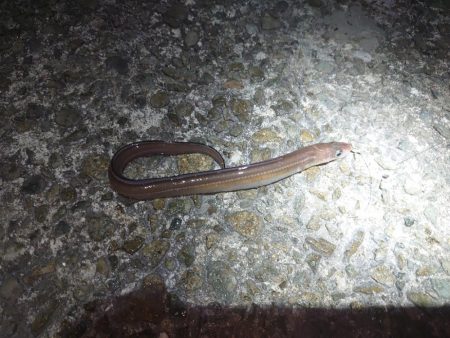 初めてのアナゴ狙い釣行