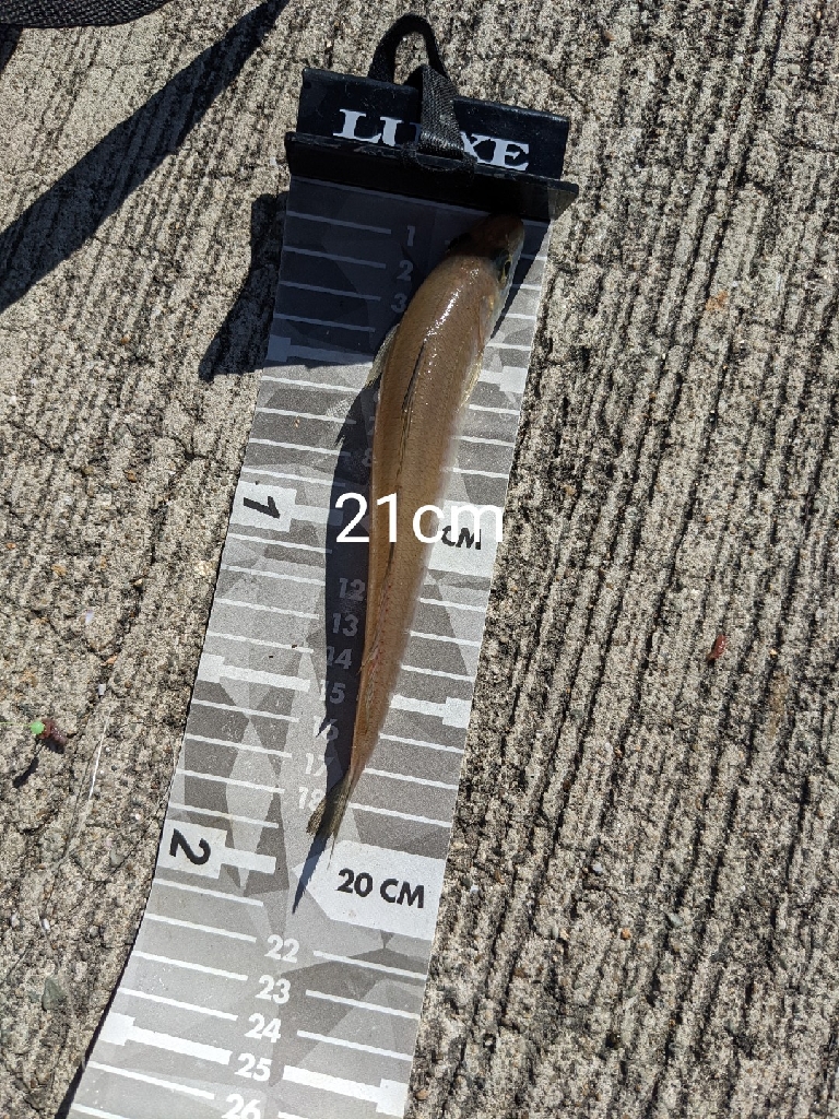 昨日の使えなかった石ゴカイでキス狙い！