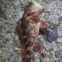 アジ探し@香美町