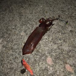 ケンサキエギング➁