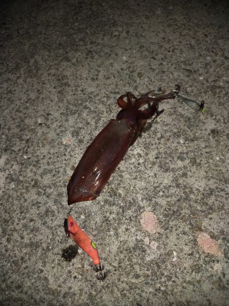 ケンサキエギング➁