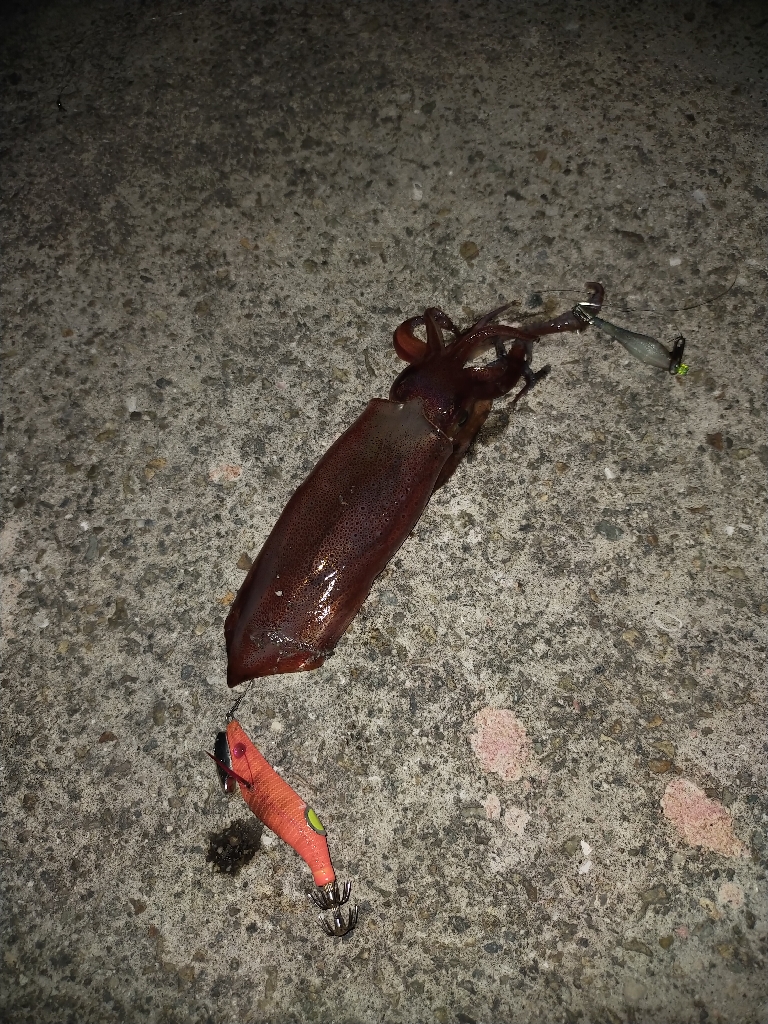 ケンサキエギング➁