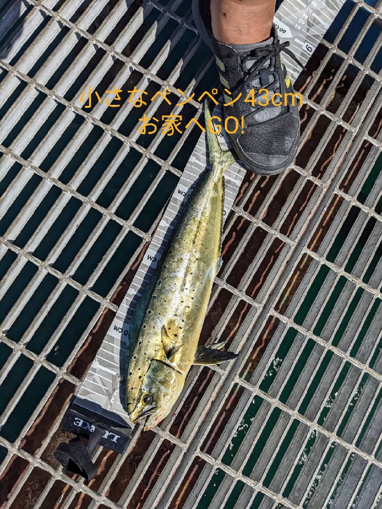 食料調達に釣行するも…