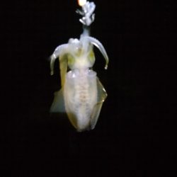 はじまりました