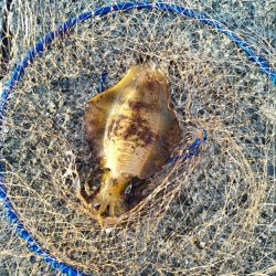 アオリイカゲット。