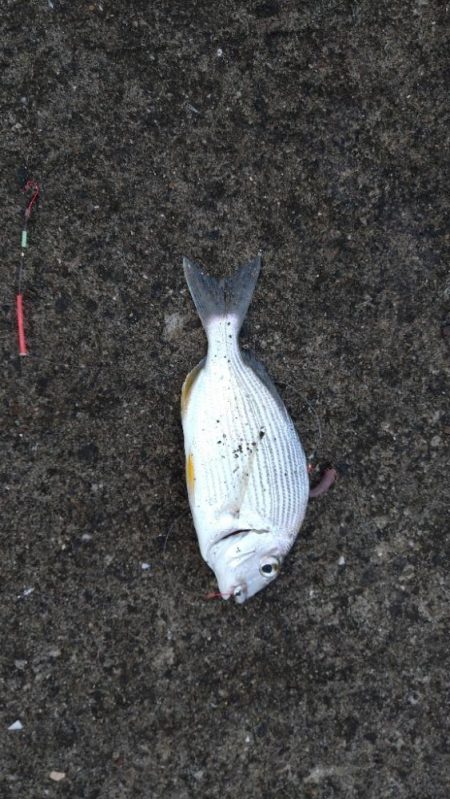 帰省先でちょい投げ〜鹿児島吹上浜編〜