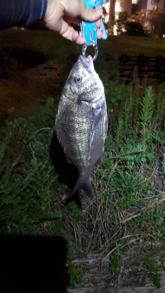 ひたひたの満潮。でのチニング。