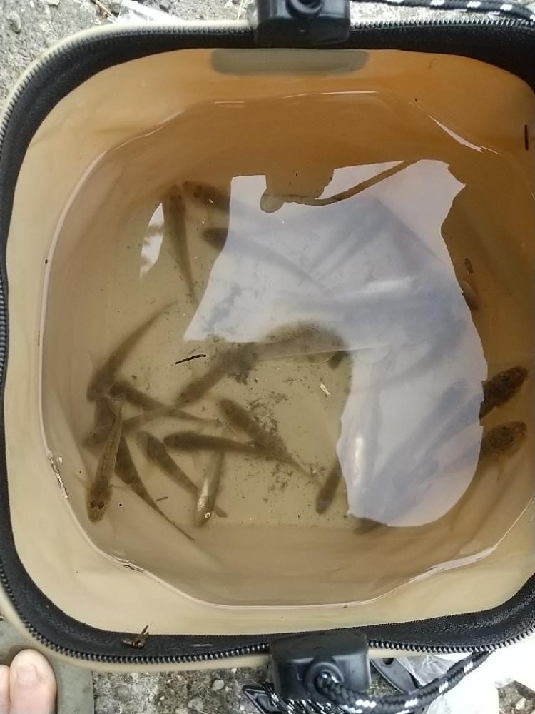 ハゼ釣りの珍客