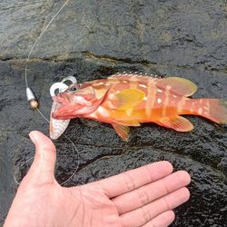 和歌山　アカハタ