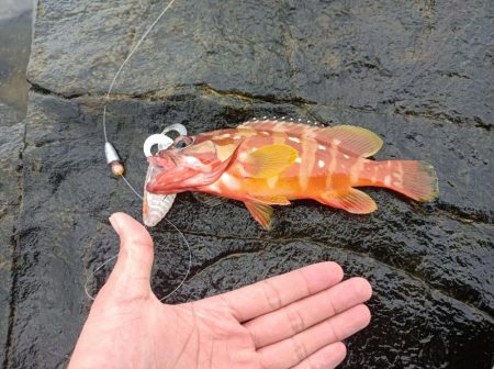 和歌山　アカハタ