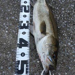 いぶし銀の凄いヤツ‼…