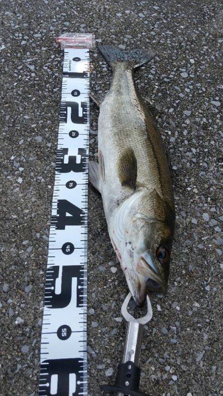 いぶし銀の凄いヤツ‼…