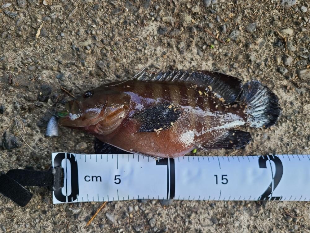 五目釣り達成！