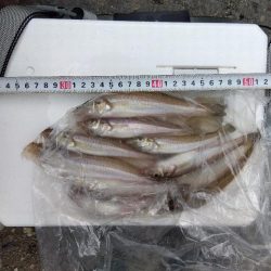 高砂港のキス釣り