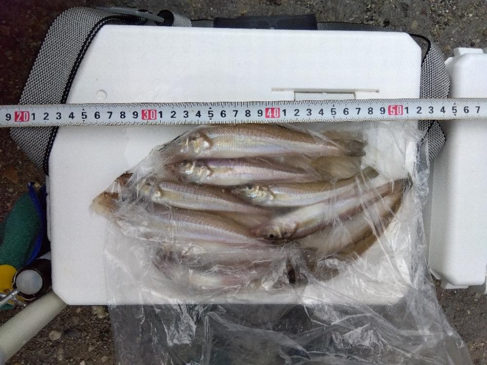 高砂港のキス釣り