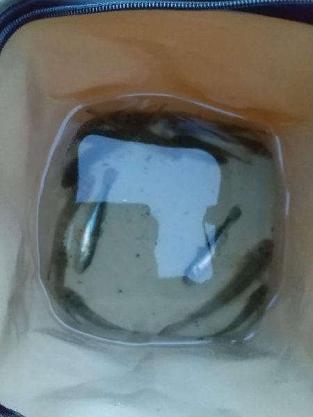 ハゼは裏切らない