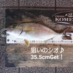 週末のおかず狙い、シオ確保♪