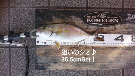 週末のおかず狙い、シオ確保♪