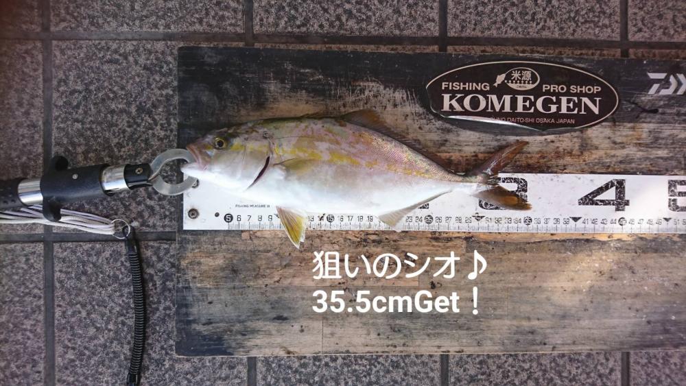 週末のおかず狙い、シオ確保♪