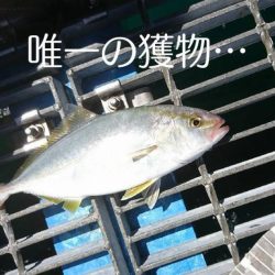 青物2バラし…アワセ下手くそ過ぎる…