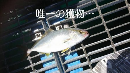 青物2バラし…アワセ下手くそ過ぎる…