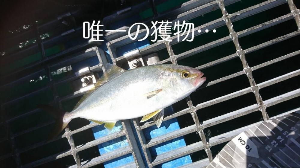 青物2バラし…アワセ下手くそ過ぎる…