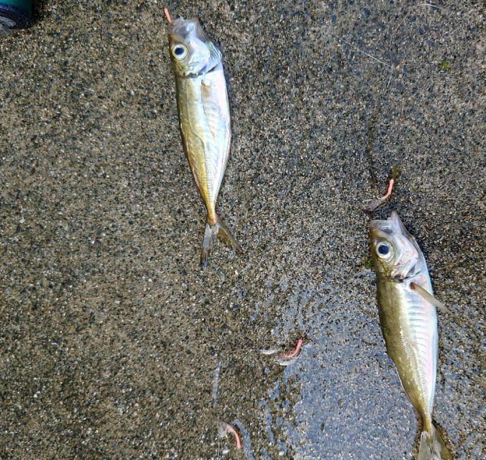 釣れています。が…