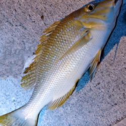 今年二回目の沖縄