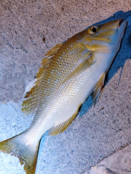 今年二回目の沖縄