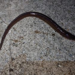 先週のリベンジ