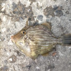 カワハギ爆釣!!