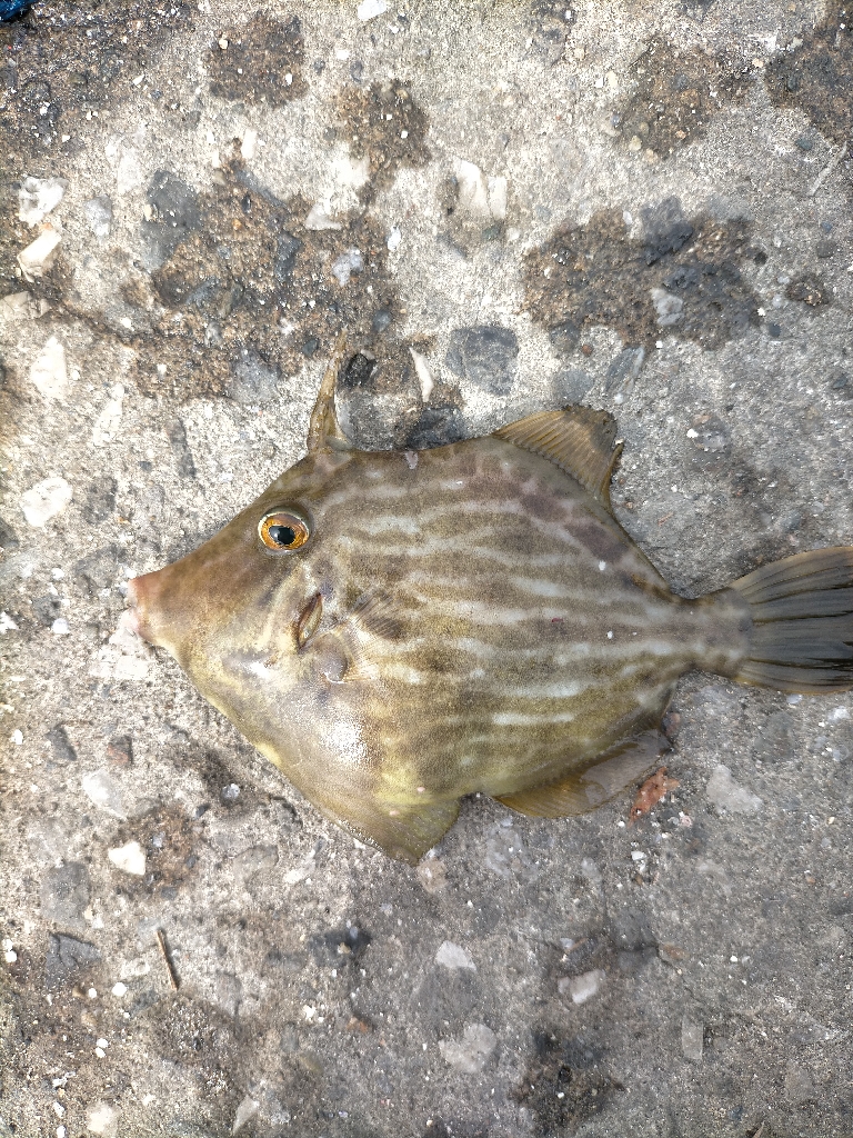 カワハギ爆釣!!