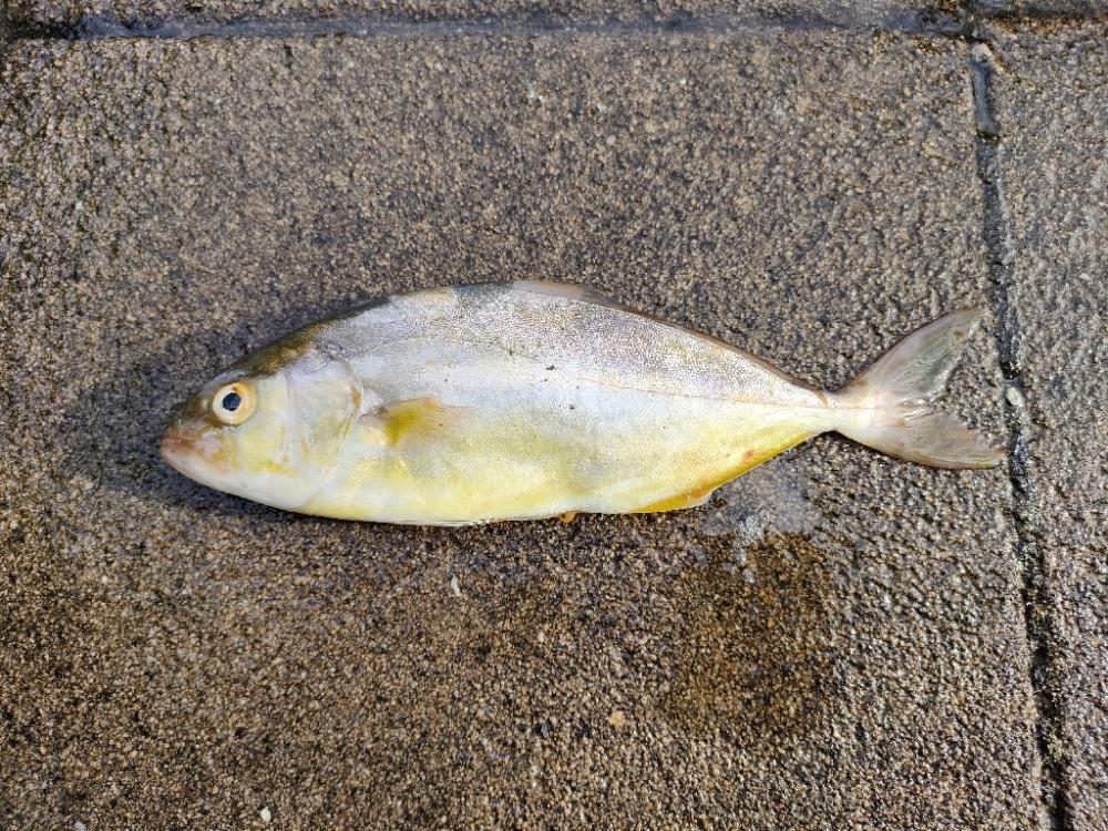 いつもの浜田港にて