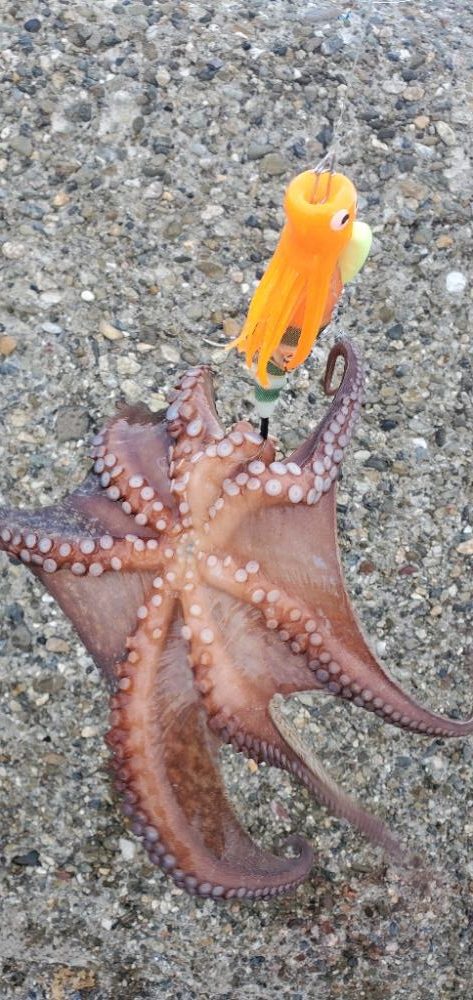 タコまだまだいけます