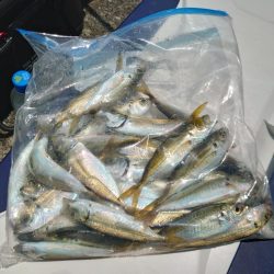 ノマセ釣りチャレンジ