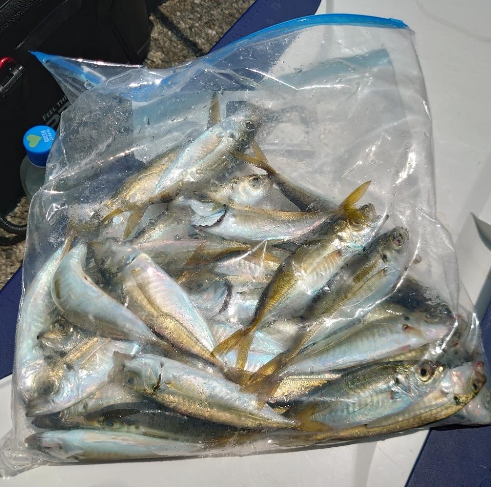 ノマセ釣りチャレンジ