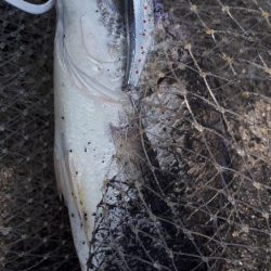 キビレング？！