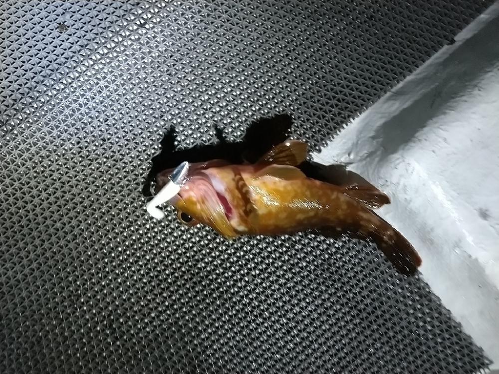 松村渡船さんでロックショート便