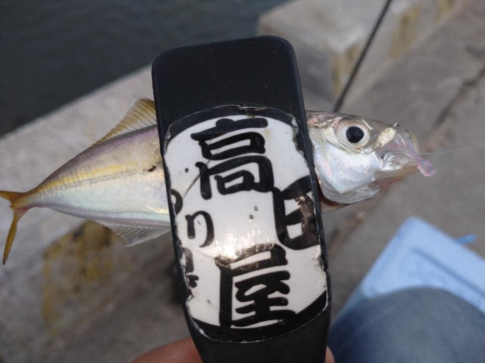 豆アジリベンジ