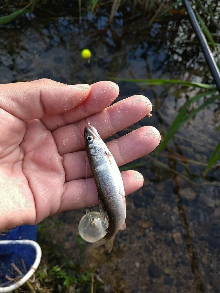 小鮎釣り