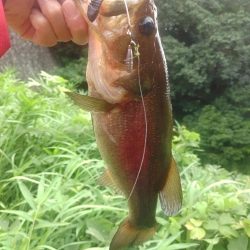 結局いつも通り