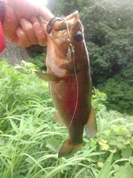 結局いつも通り