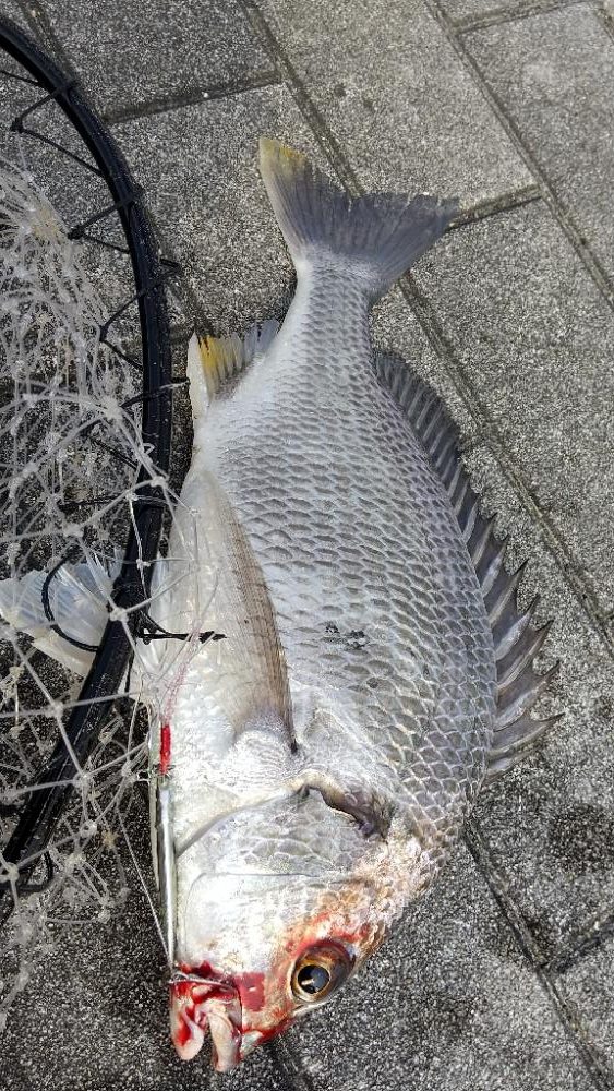 真夏のショアジギ