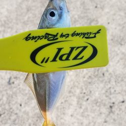 アジ探し@佐野漁港