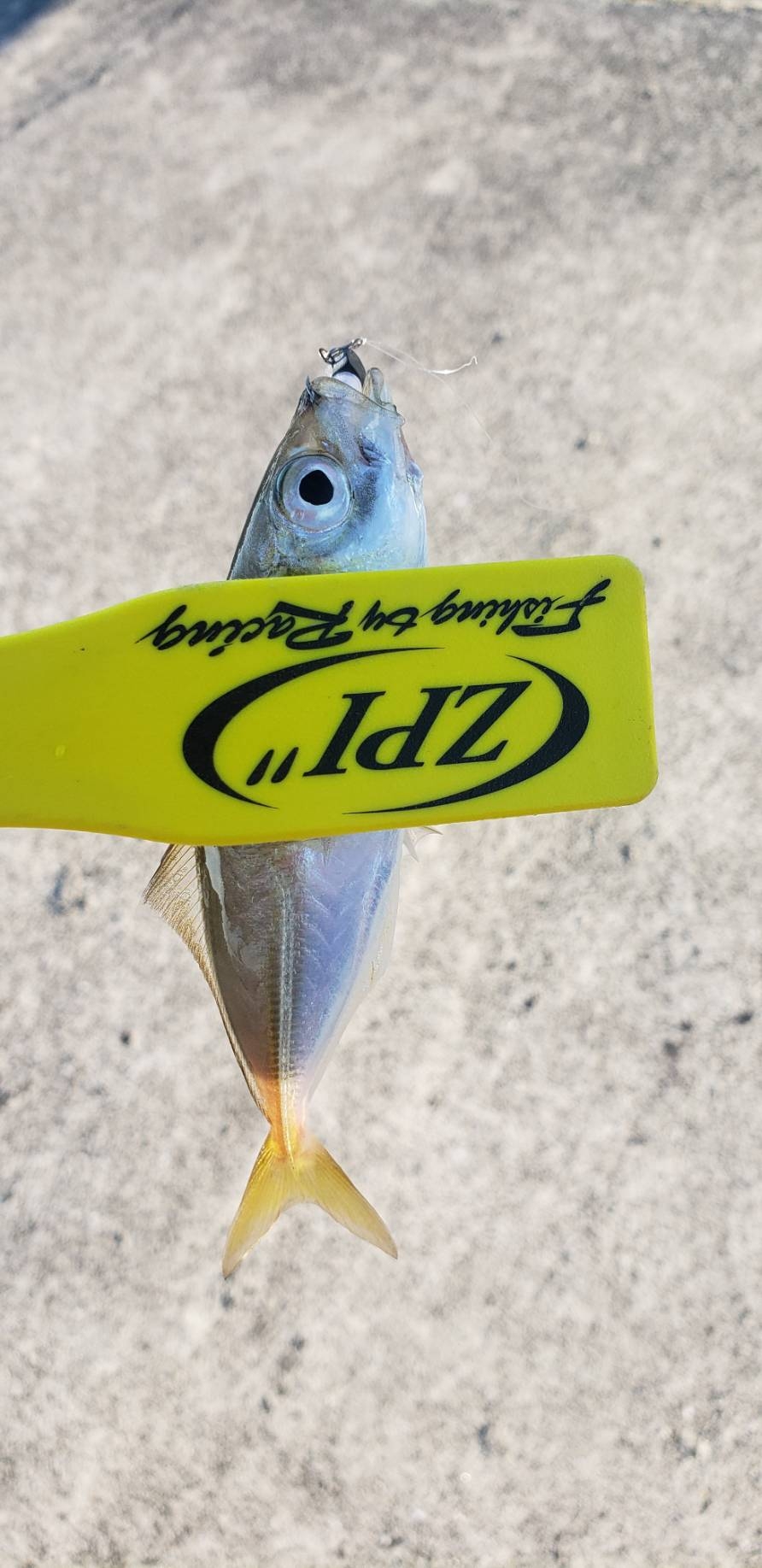 アジ探し@佐野漁港