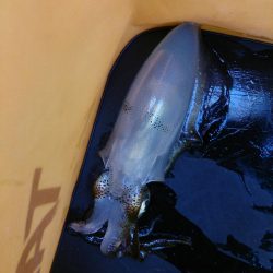初アオリイカ